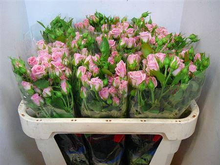 <h4>R Tr Odilia</h4>