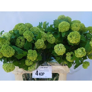 Viburnum Roseum St