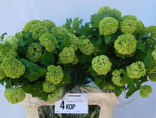 <h4>Viburnum Roseum St</h4>