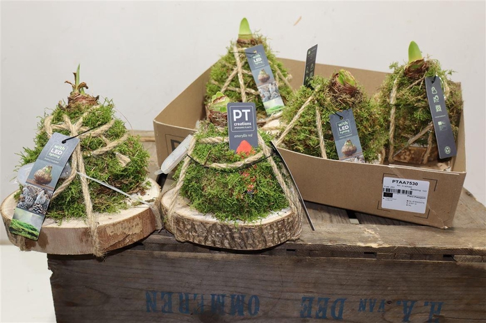 <h4>Arr Bol Knolgewas Op Berkschijf</h4>