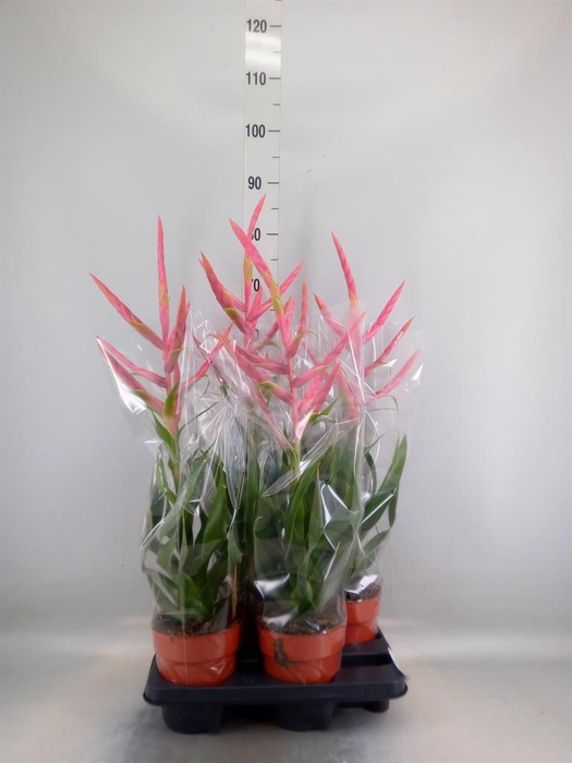 <h4>Tillandsia  'Dolce'</h4>