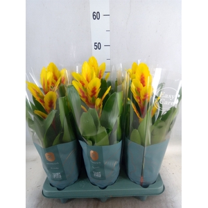 Vriesea  'Intenso Yellow Flame'