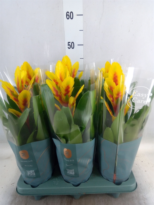 <h4>Vriesea  'Intenso Yellow Flame'</h4>