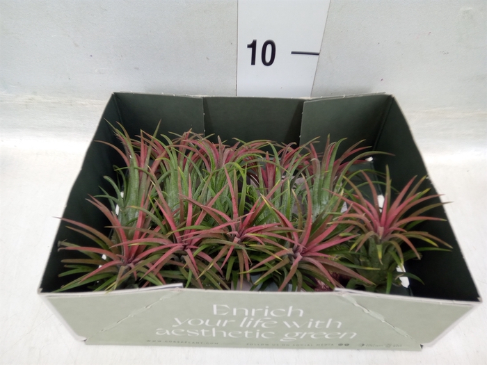 <h4>Tillandsia</h4>