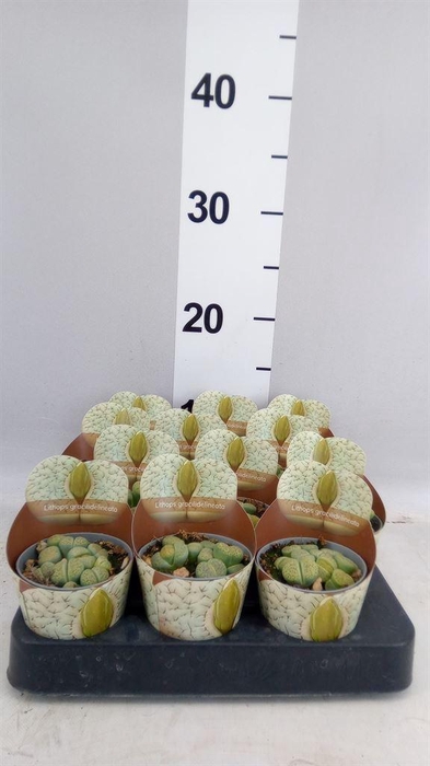 <h4>Cactus   ...</h4>
