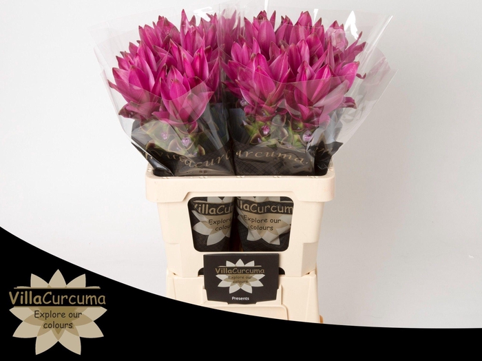 <h4>CURC AL SIAM SOUL</h4>