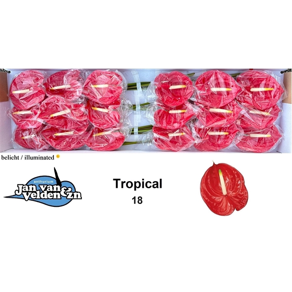 <h4>Tropical 18</h4>