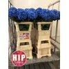Hydrangea pimpernel