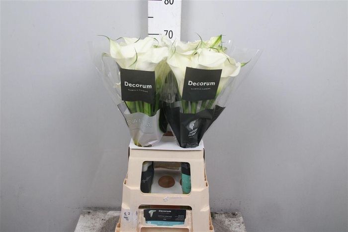 <h4>Zant Capt Ventura</h4>