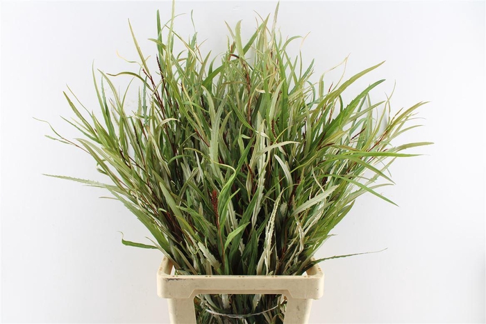 <h4>Grevillea Naturel 200 Gram</h4>