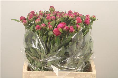 <h4>Paeo L Louis Van Hout</h4>