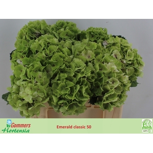 HYDR M MAG EMERAL CL