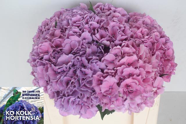 <h4>HYDR M CH CASSANOVA</h4>