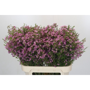 Chamelaucium Michal