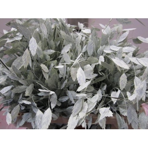 Chasmanthium Licht Groen