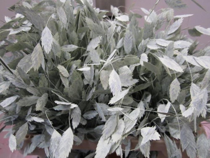 <h4>Chasmanthium Licht Groen</h4>