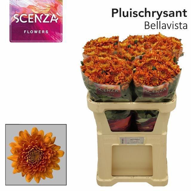 <h4>CHR G BELLAVISTA</h4>