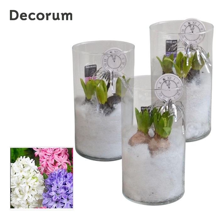 <h4>ARR HYACINTH</h4>