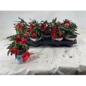 Begonia Beauvilia Red