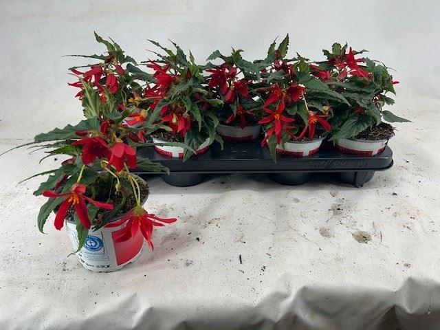<h4>Begonia Beauvilia Red</h4>