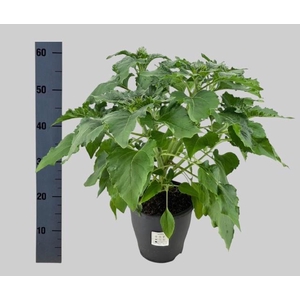 HELI SUNFIN YEL D CE