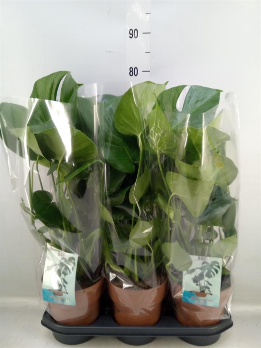 <h4>Monstera delic.</h4>