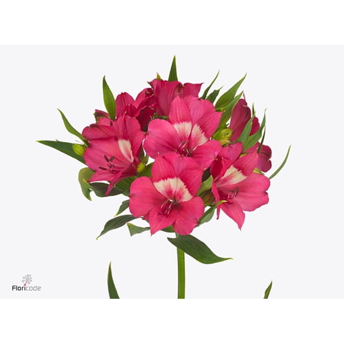 <h4>Alstroemeria Intenz Dark Pink</h4>