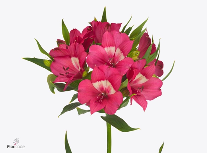 Alstroemeria Intenz Dark Pink
