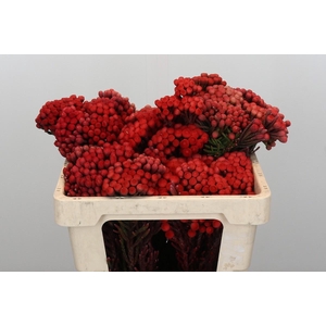 Kaaps Groen Red Brunia Medium