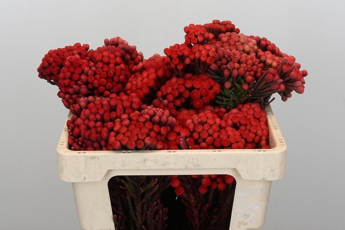 <h4>Kaaps Groen Red Brunia Medium</h4>