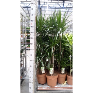 Dracaena marg.