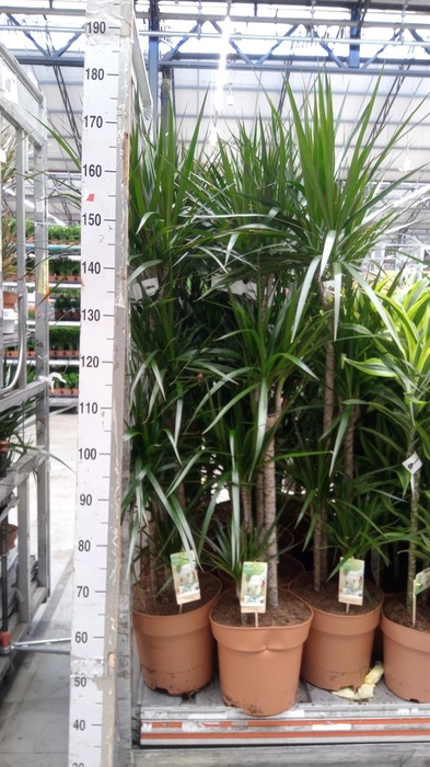 <h4>Dracaena marg.</h4>