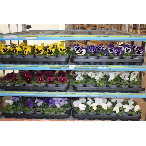 Viola De F1 Mixtrolley