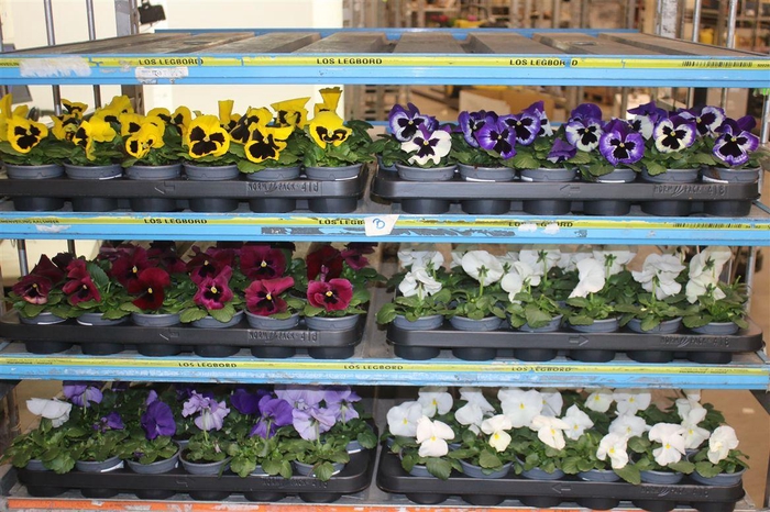 <h4>Viola De F1 Mixtrolley</h4>