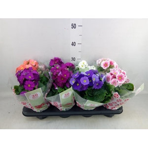 Primula obcon. 'Touch Me'   ...mix