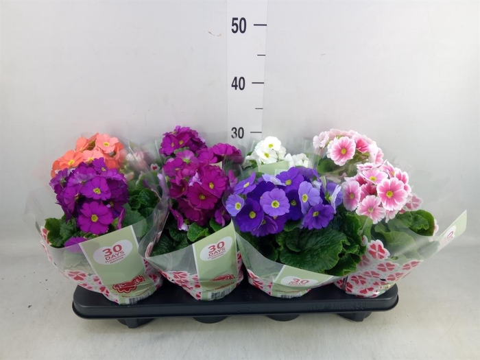 <h4>Primula obcon. 'Touch Me' ...mix</h4>