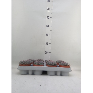 Echeveria  'Hercules'