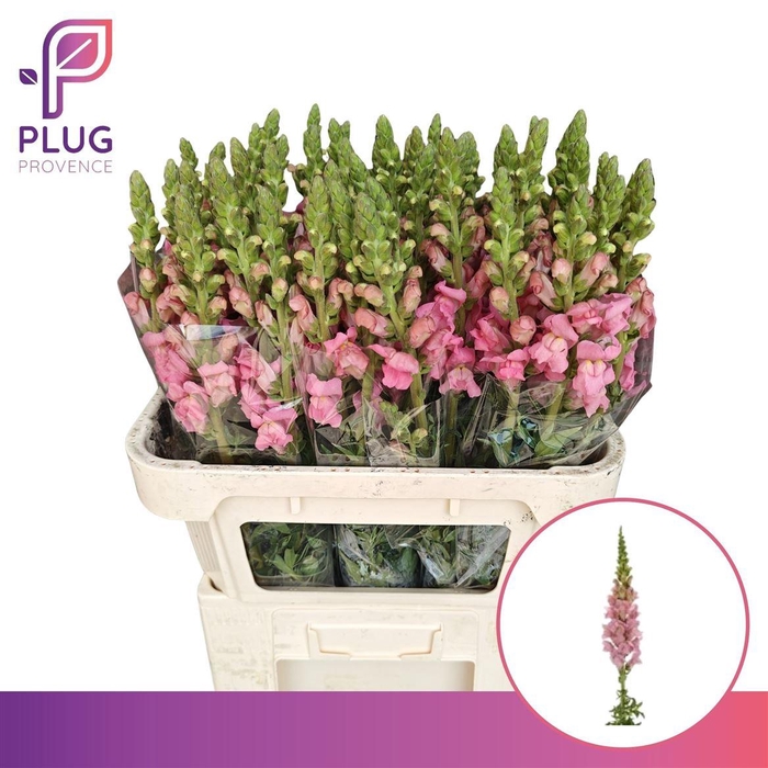 <h4>Antir Potomac Pink</h4>