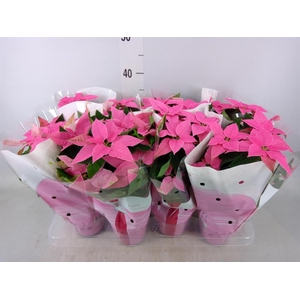 Euphorbia pulc. 'Princ Hot Pink'