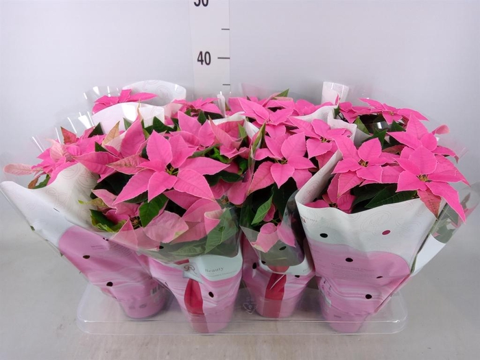 <h4>Euphorbia pulc. 'Princ Hot Pink'</h4>
