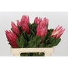 Protea Cynaroides Madiba