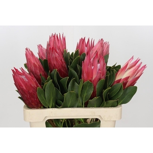 Protea Cynaroides Madiba