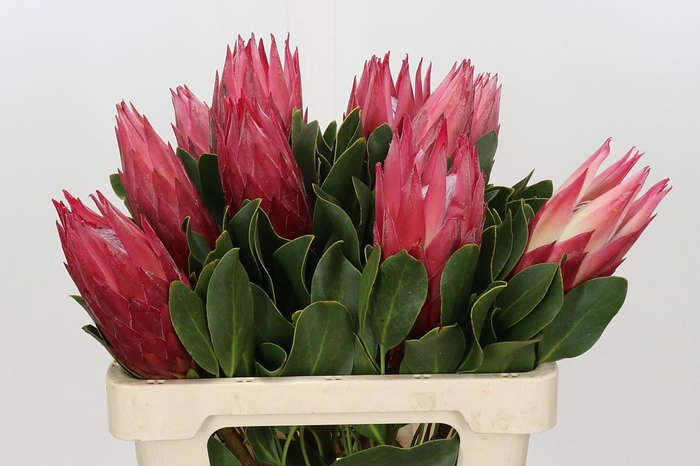 <h4>Protea Cynaroides Madiba</h4>