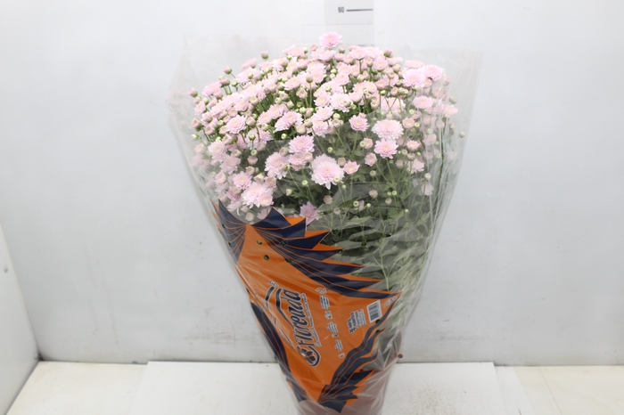 <h4>CRISANTEMO BOLA BELGA JASODA P20 ROSA</h4>