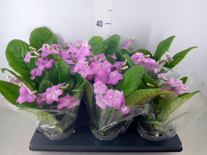 <h4>Streptocarpus   ...</h4>
