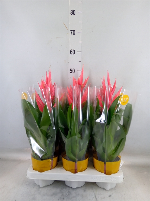 <h4>Tillandsia  'Ziva'</h4>