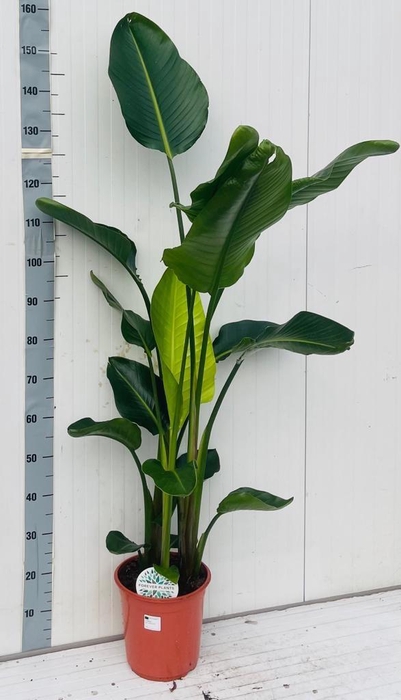 <h4>STRELITZIA NICOLAI</h4>