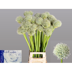 ALLIUM WHITE GIANT