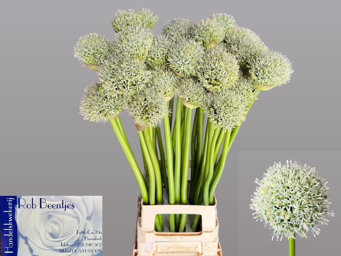 <h4>ALLIUM WHITE GIANT</h4>