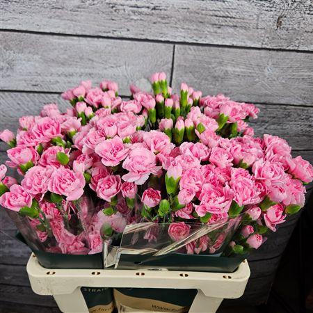 <h4>Di Tr Pink Pigeon</h4>